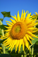 Beautiful sunflower blossom. Sunflowers field, sunflower photo, sunflower wallpaper.