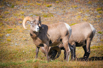 Fototapeta premium Rocky Mountain Bighorn Sheep (Ovis canadensis)