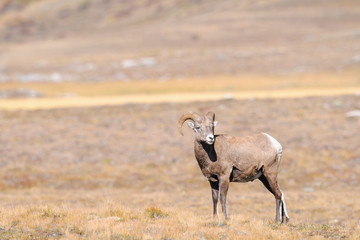 Rocky Mountain Bighorn Sheep (Ovis canadensis)