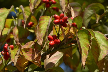 Obraz premium 열매