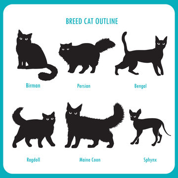Breed Cat Outline Icons. Black And White Vector On A White Background. Bengal, Birman, Persian, Ragdoll, Maine Coon, Sphynx. Best Cat Breed. Breed Cat Pictures. Breed Cat For Sale. Mixed Breed Cat.