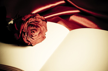 a  red rose in vintage coloring  lying on old book with copy space
