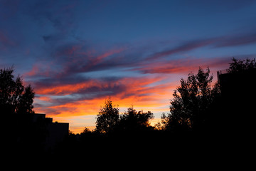 Beautiful sunset and tree silhouettes