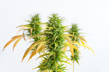 cannabis