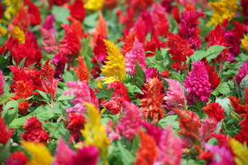 colorful celosia flower