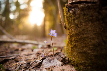 Hepatica nobilis beautiful sunlight