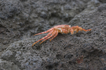 mr crab