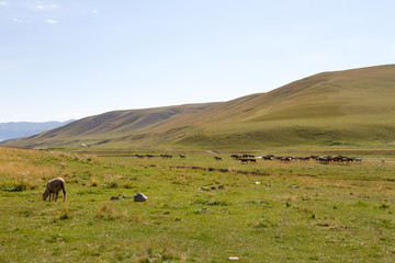 pasture in the mountains of Kazakhstan