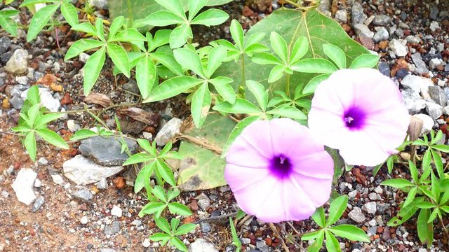 Beautiful wild morning glory flowers on the ground, right pan 