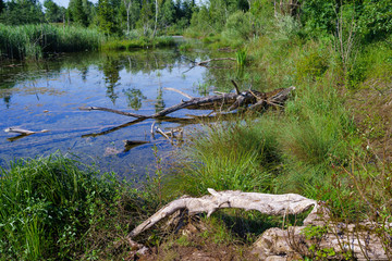 Biotop an einem Nebenarm des Lech im Siebentischwald bei Augsburg