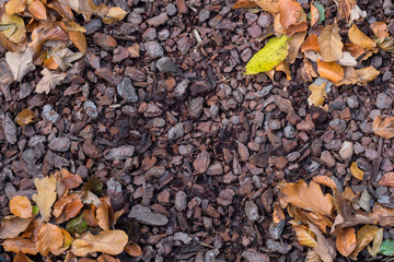 bark mulch with autumn leaves