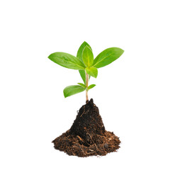 young green plant isolated on white background
