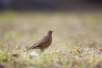Brown headed thrush/ This is wild bird photo which was took in Japan Yamagata-pref.This bird name is Eyebrowed Thrush.
