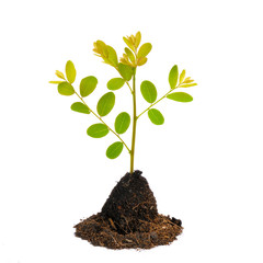 young green plant isolated on white background