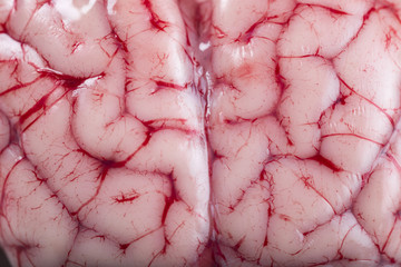 Textura de un cerebro fresco de cordero 