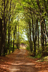 Path in forest with fallen leaves on green trees