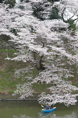 お堀のサクラ