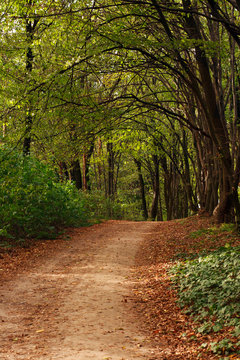 Fototapeta Path in forest with fallen leaves on green trees
