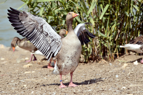 Greylag goose (Anser anser domesticus) wings opened