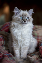 Seal Tabby Ragdoll Kitten