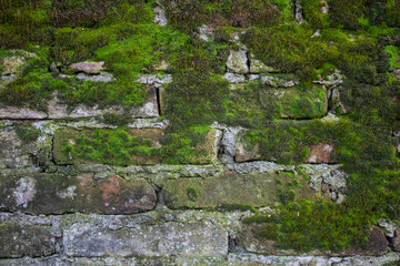 Old brick wall construction covered in green moss