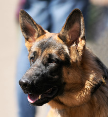 German shepherd portrait