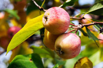 Ripe apples branch background