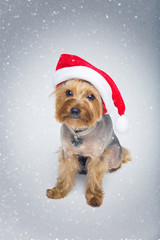 Yorkshire terrier dog in christmas cap