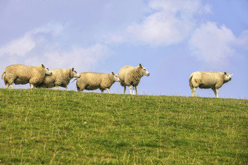 Sheep on dyke