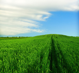 Wheat field against a blue sky