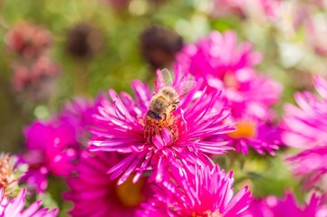 Wild pink flowers blossom in sunlight with blurry bee