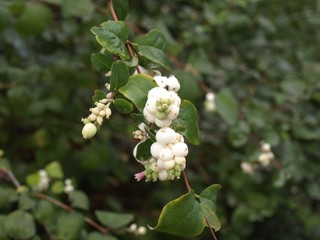 Knallerbsen im Herbst