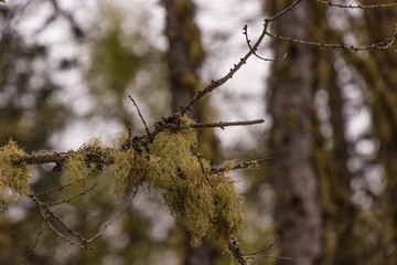 Flechten am Ast eines Baumes