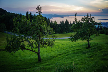 Fototapeta na wymiar Bodensee, Blick vom Pfänder auf Seefläche im Abendlicht, Sonnenuntergang, Obstbäume im Vordergrund, Appenzeller Berge