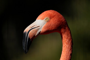 flamant rose © MEGA