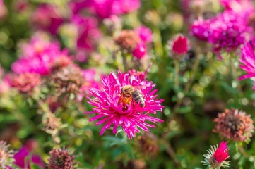 Obraz premium Wild pink flowers blossom in sunlight with bee