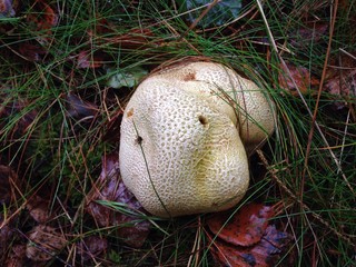 lustiger Pilz (Nilpferd) - Bovist - im herbstlichen Wald