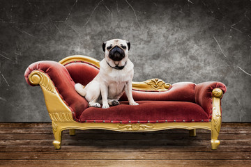 Hund sitzt auf dem Sofa - Hundehotel