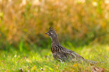 Ruffed Grouse