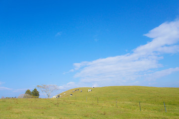 牧場と青空と牛