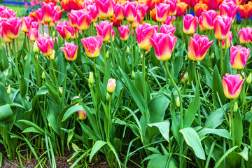 tulip flowers, garden in Holland