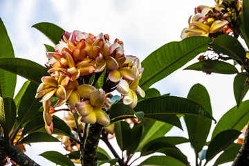 Blossom plumeria tree, tropical flowers Madeira, Portugal.