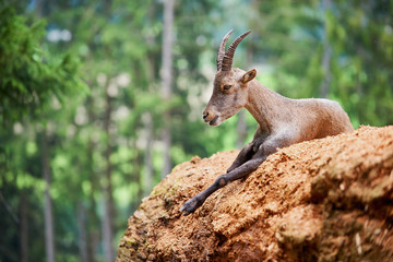 Portrait of a young  ibex