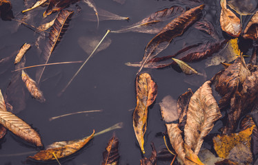 Осенняя лужа и опавшие листва. Осенняя дождливая...