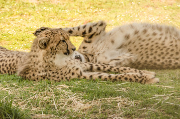 South Africa, Cheeta