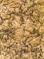 tree bark background, tree texture, bark texture
