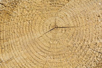 Fototapeta premium Growth rings as a texture.