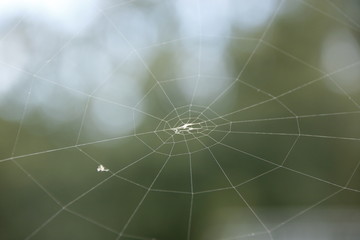 Spinnennetz im Sonnenschein