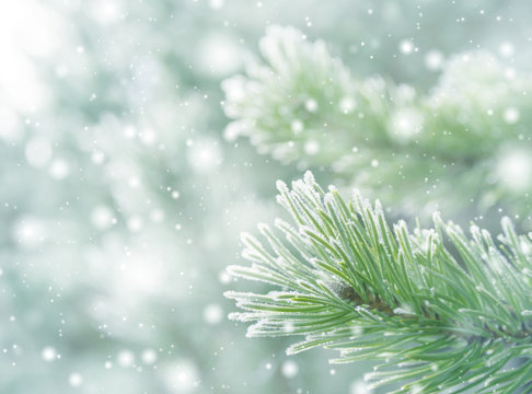 Winter natural background with pine branches in the frost