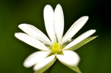 Fototapeta premium makro